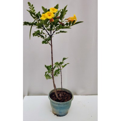 Καπένσια κίτρινη 