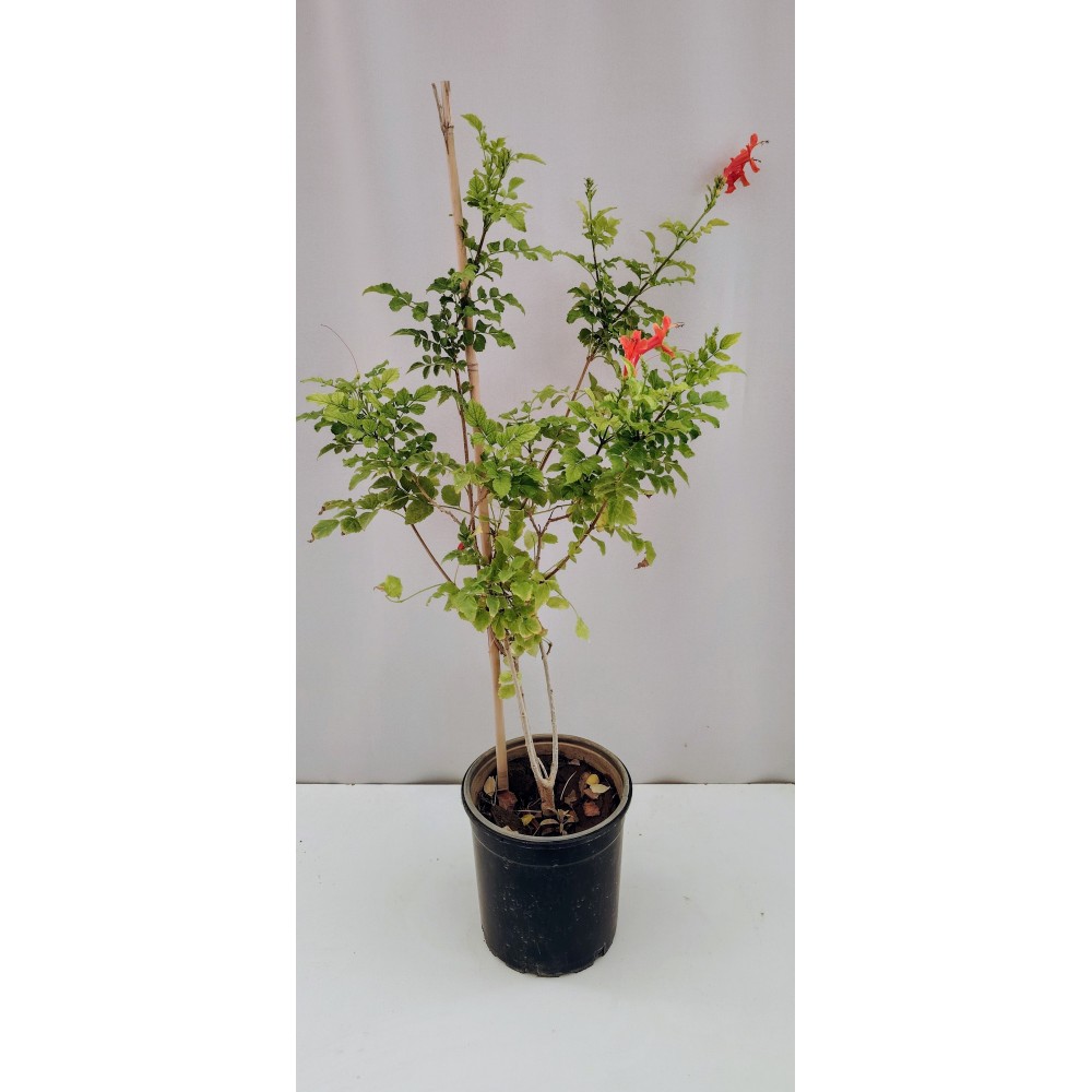 Καπενσια (bignonia capensis) 2 λίτρα 