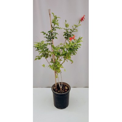 Καπενσια (bignonia capensis) 2 λίτρα 