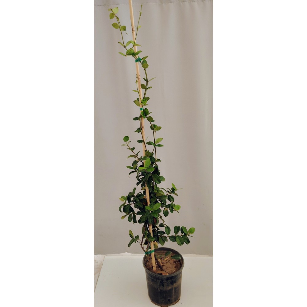 Ρυγχοσπερμο 4 λίτρα 