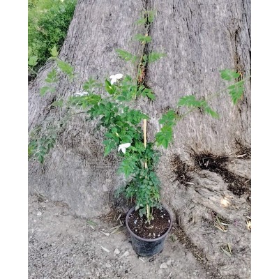 Γιασεμί χιώτικο (jasminum grandiflorum) 2 λίτρα 