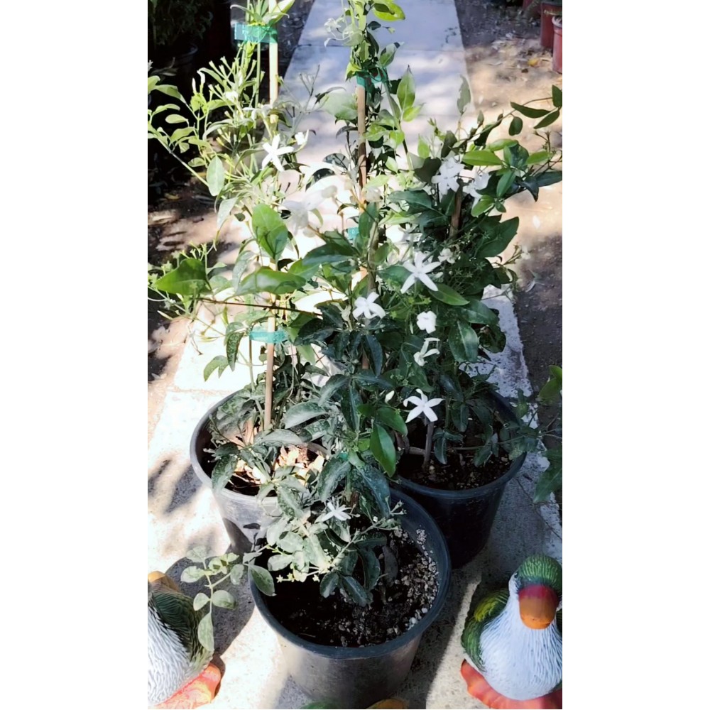 Γιασεμί αράπικο (jasminum azoricum) 2 λίτρα γλάστρα 