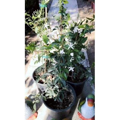 Γιασεμί αράπικο (jasminum azoricum) 2 λίτρα γλάστρα 