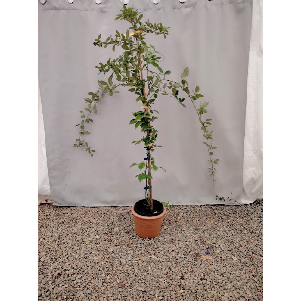 Μαύρο βατόμουρο (Rubus occidentalis)    Αναρριχώμενα