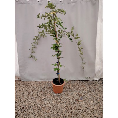 Βατόμουρο μαυρο (Rubus occidentalis)   