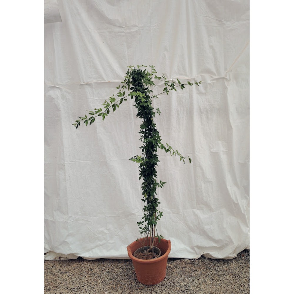 Κίτρινο γιασεμί (Jasminum nudiflorum)   Αναρριχώμενα