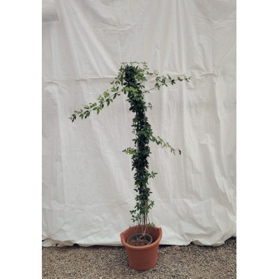 Κίτρινο γιασεμί (Jasminum nudiflorum)  