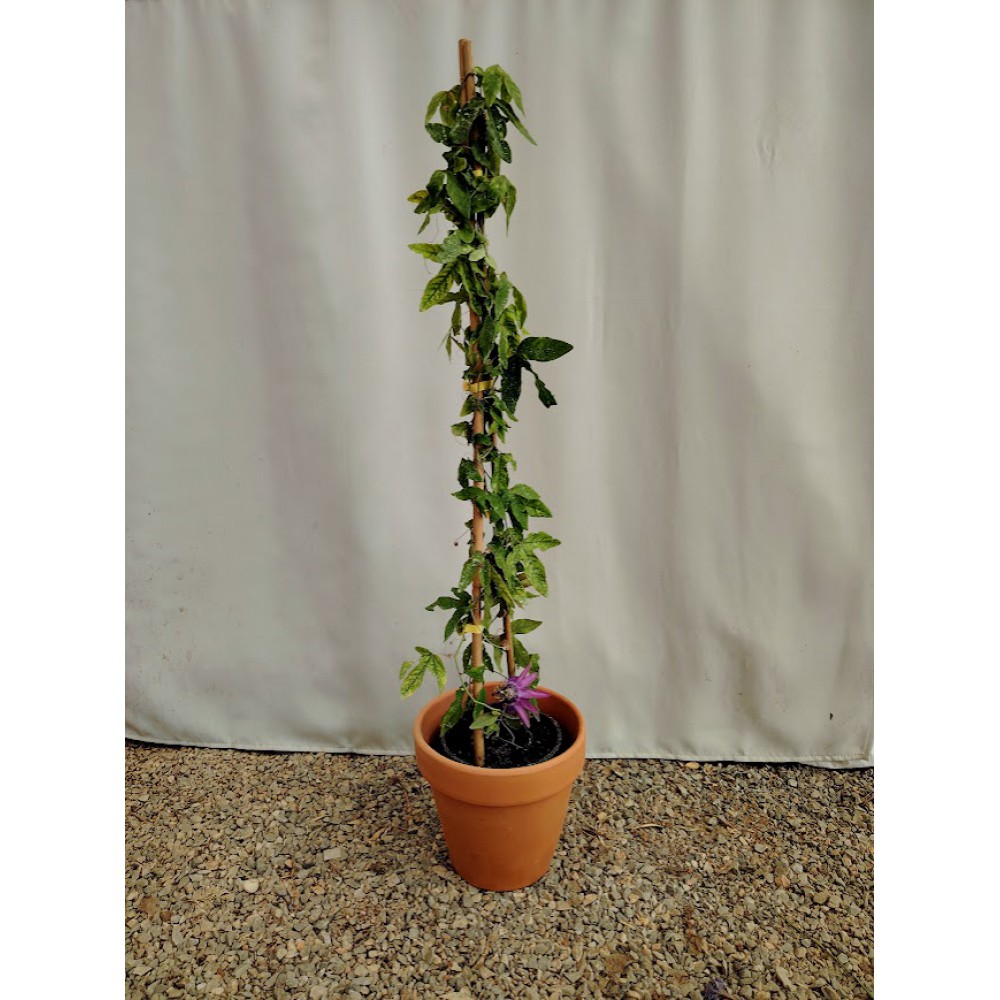 Ρολογια -Πασιφλoρα μωβ (Passiflora “Amethyst”) Αναρριχώμενα