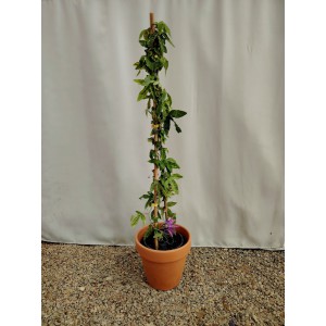 Ρολογια -Πασιφλoρα μωβ (Passiflora “Amethyst”) Αναρριχώμενα