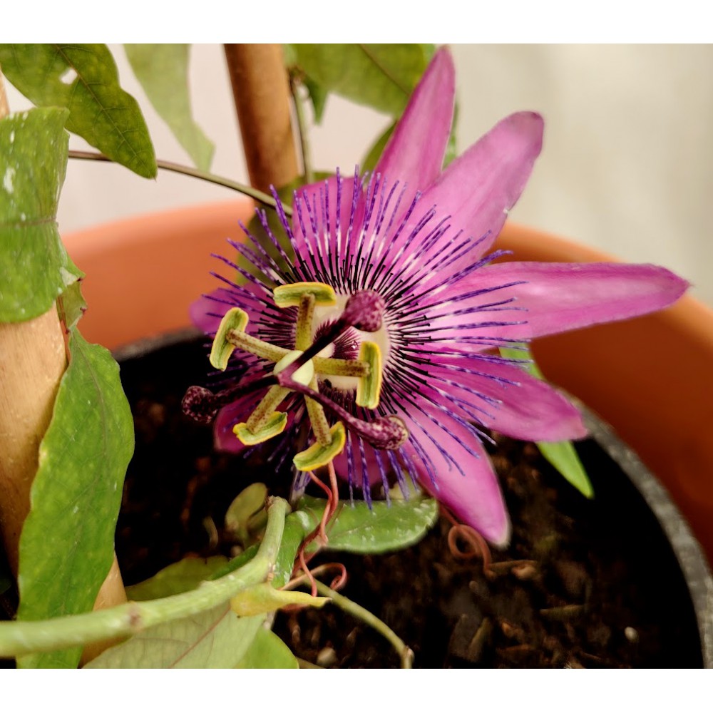Ρολογια -Πασιφλoρα μωβ (Passiflora “Amethyst”) Αναρριχώμενα