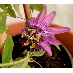 Ρολογια -Πασιφλoρα μωβ (Passiflora “Amethyst”) Αναρριχώμενα