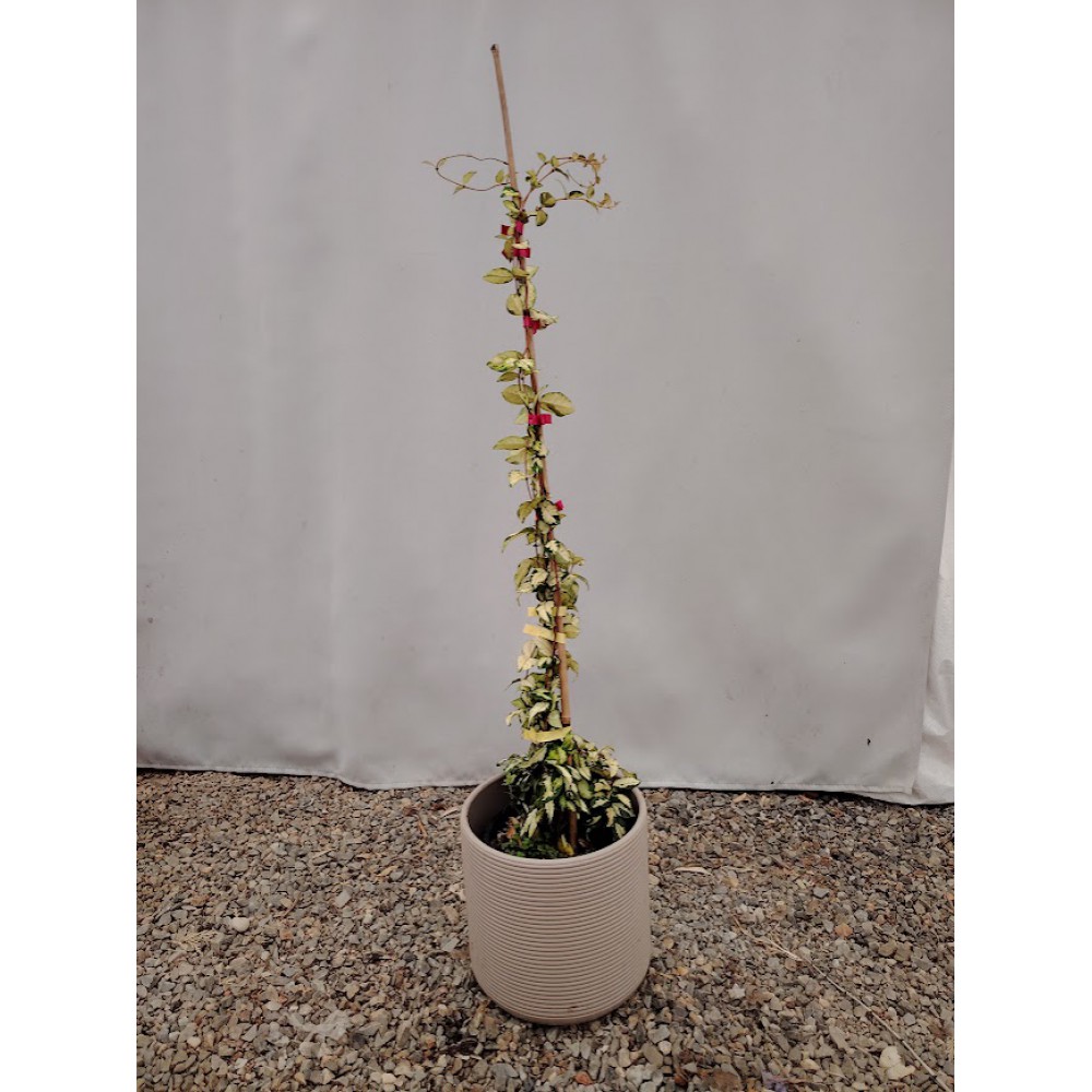 Ρυγχοσπερμο πανασε (Trachelospermum jasminoides Variegatum) Αναρριχώμενα