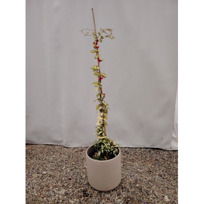 Ρυγχοσπερμο πανασε (Trachelospermum jasminoides Variegatum)