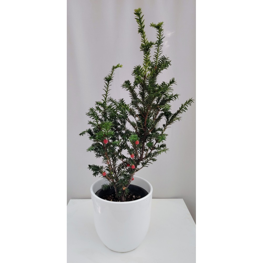 Ταξος (Τaxus baccata) 2 λίτρα γλάστρα 