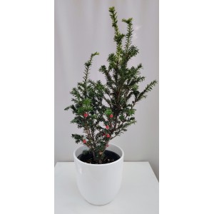 Ταξος (Τaxus baccata) 2 λίτρα γλάστρα 