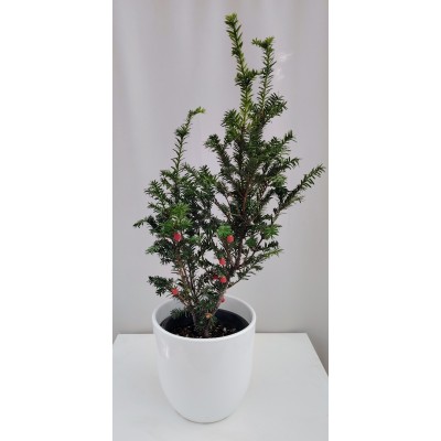 Ταξος (Τaxus baccata) 2 λίτρα γλάστρα 