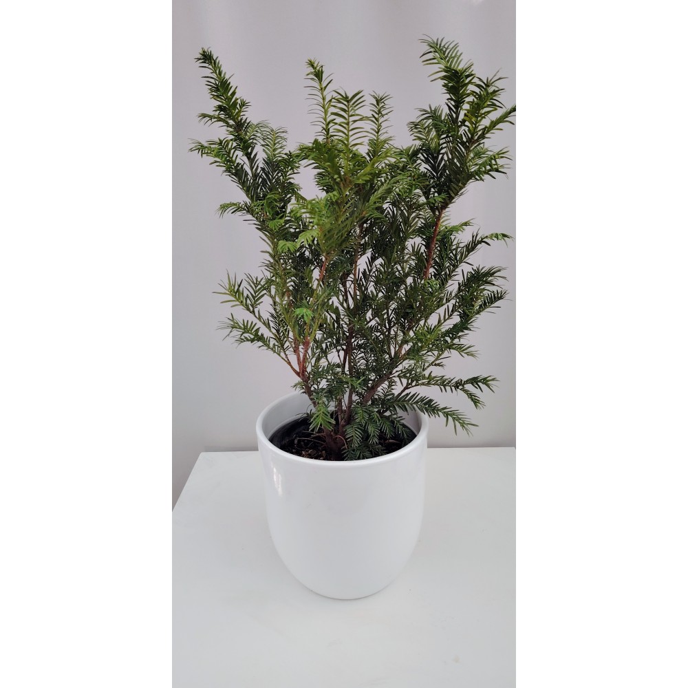 Ταξος (Τaxus baccata) 2 λίτρα γλάστρα 