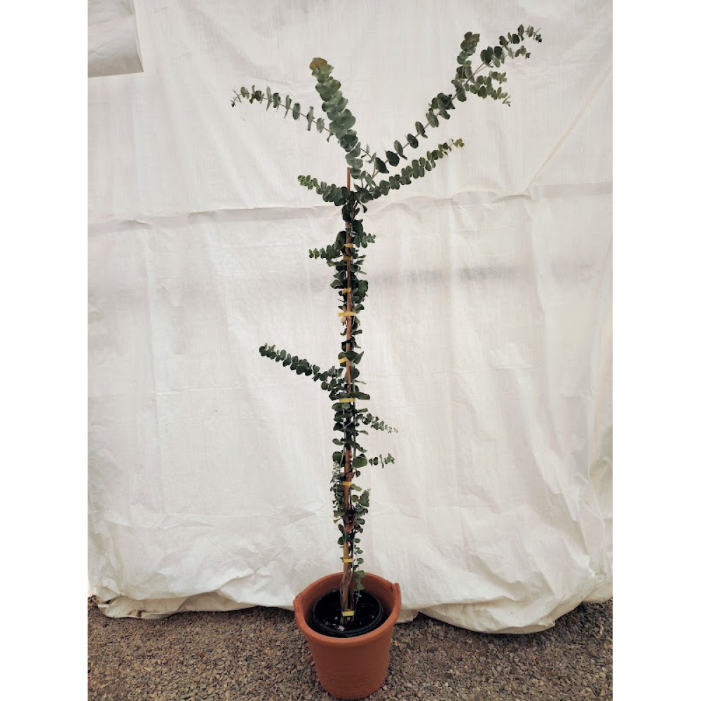 Ευκαλυπτος αρωματικος ( Eucalyptus cinerea)   Αρωματικά