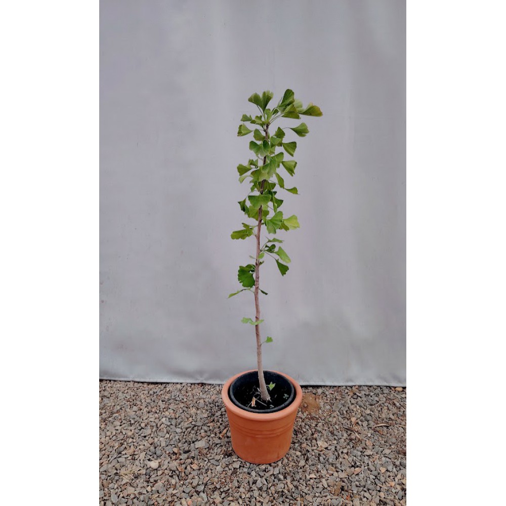 Γκινγκο μπιλομπα (Ginkgo Biloba) Φυτά ανθεκτικά στην ξηρασία 
