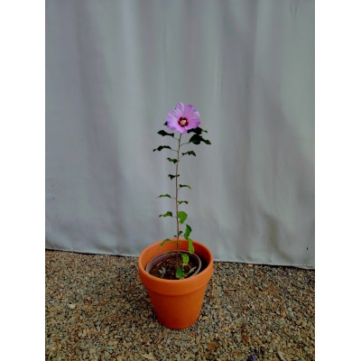 Ιβίσκος συριακός (Hibiscus syriacus)