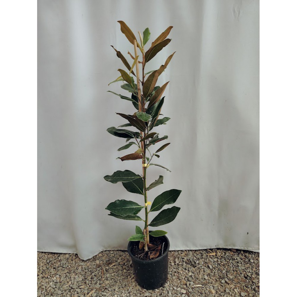 Magnolia grandiflora ‘Little Gem’    Φυτά για παραθαλάσσιες περιοχές 