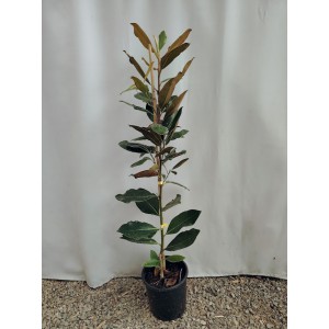 Magnolia grandiflora ‘Little Gem’    Φυτά για παραθαλάσσιες περιοχές 