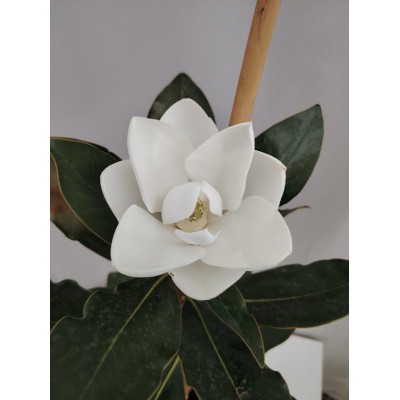 Μανωλια (Magnolia grandiflora ‘Little Gem’) 