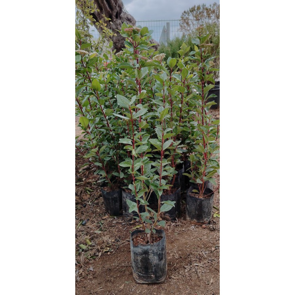 Βιβούρνο (viburnum tinus) 