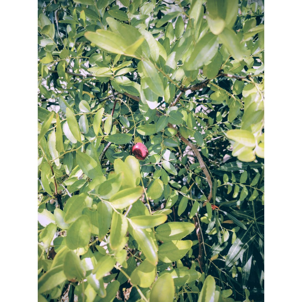 Τζιτζιφια (ziziphus jujuba)