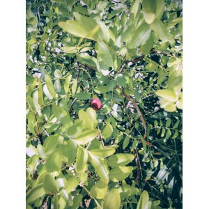 Τζιτζιφια (ziziphus jujuba)