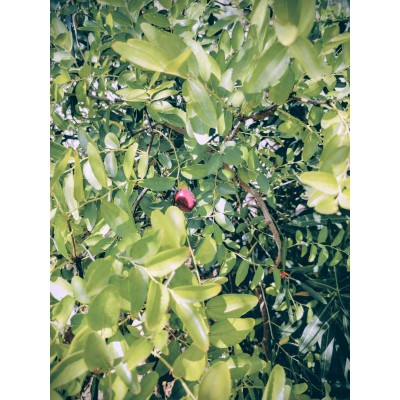 Τζιτζιφια (ziziphus jujuba)