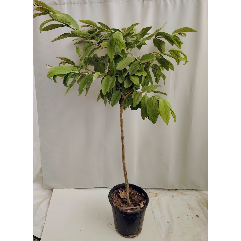 Γκουάβα (Psidium guajava) κοκκινο