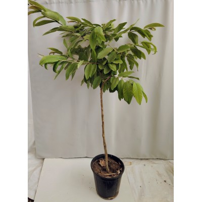 Γκουάβα (Psidium guajava) κοκκινο