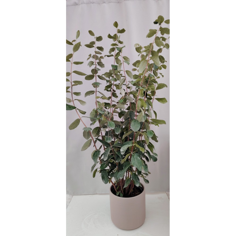 Φεϊζόα (Feijoa sellowiana)