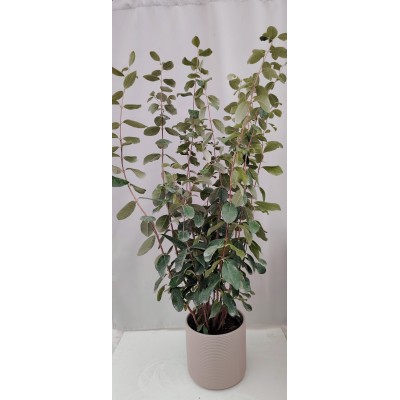 Φεϊζόα (Feijoa sellowiana)