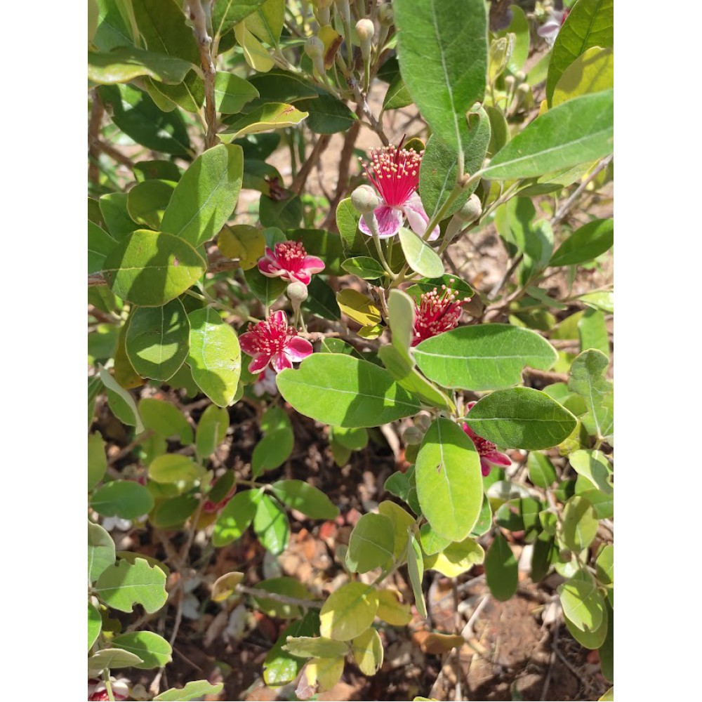 Φεϊζόα (Feijoa sellowiana)