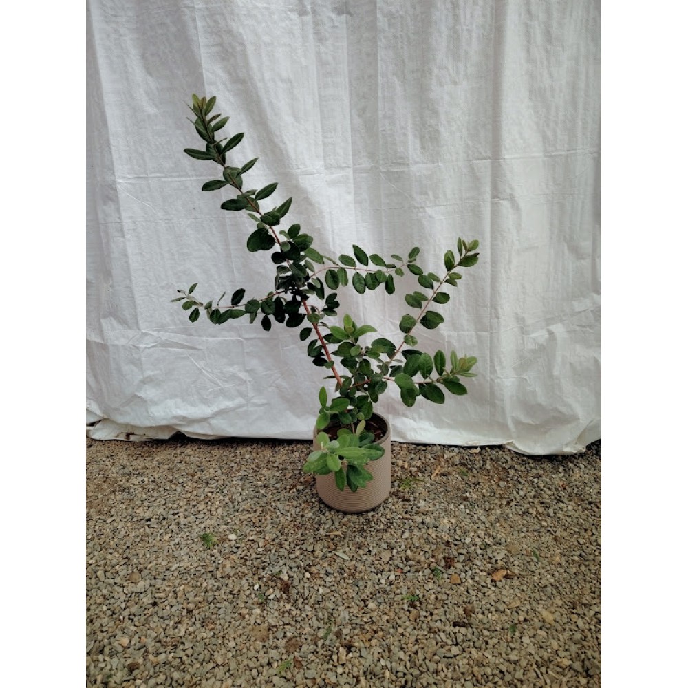 Φεϊζόα (Feijoa sellowiana) Θάμνοι
