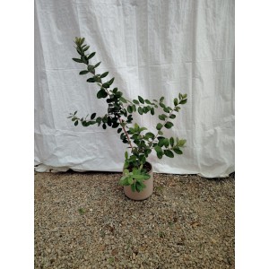 Φεϊζόα (Feijoa sellowiana) Θάμνοι