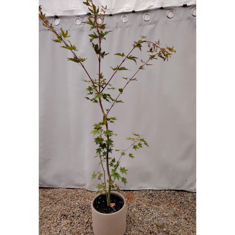 Σφενδαμος ιαπωνικος (Acer Palmatum Atropurpureum) Φυτά ανθεκτικά στην ημισκια 