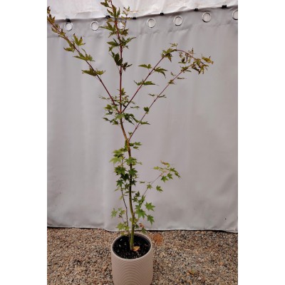 Σφενδαμος ιαπωνικος (Acer Palmatum Atropurpureum)