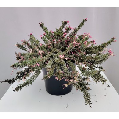 Γρεβιλλεα ερπουσα (Grevillea lanigera 'MT tamboritha) 4 λίτρα 