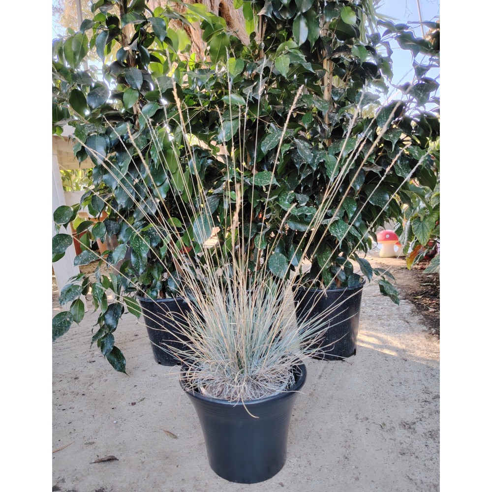 Φεστουκα γαλάζια (Festouca glauca) 2 λίτρα 