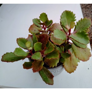 Kalanchoe longiflora coccinea