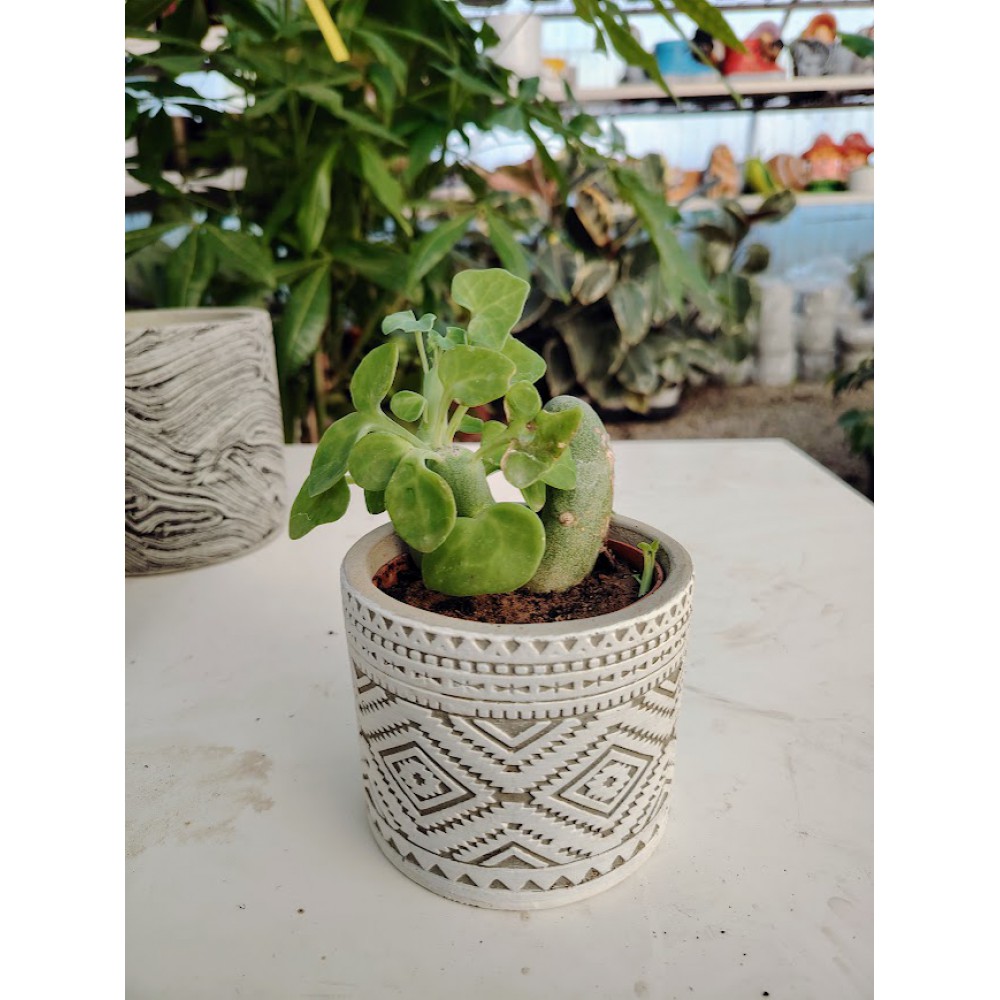 Baculellum articulatum