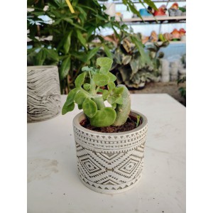 Baculellum articulatum