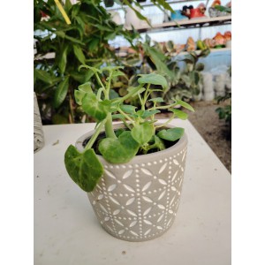 Baculellum articulatum