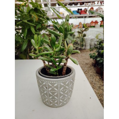 Crassula ovata hobbit