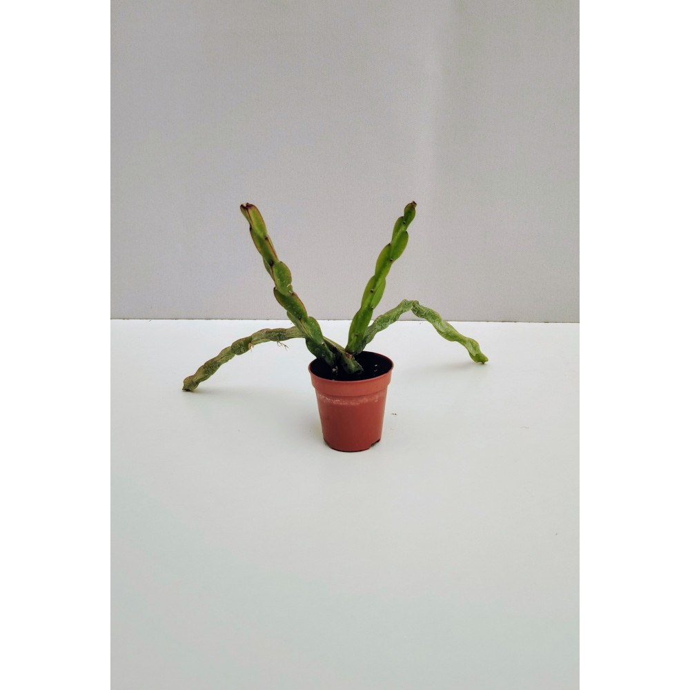 Rhipsalis paradoxa (5,5 cm)