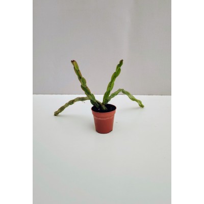 Rhipsalis paradoxa (5,5 cm)