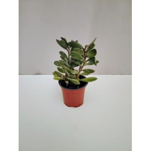 Senecio crassissimus 10,5 cm γλάστρα 